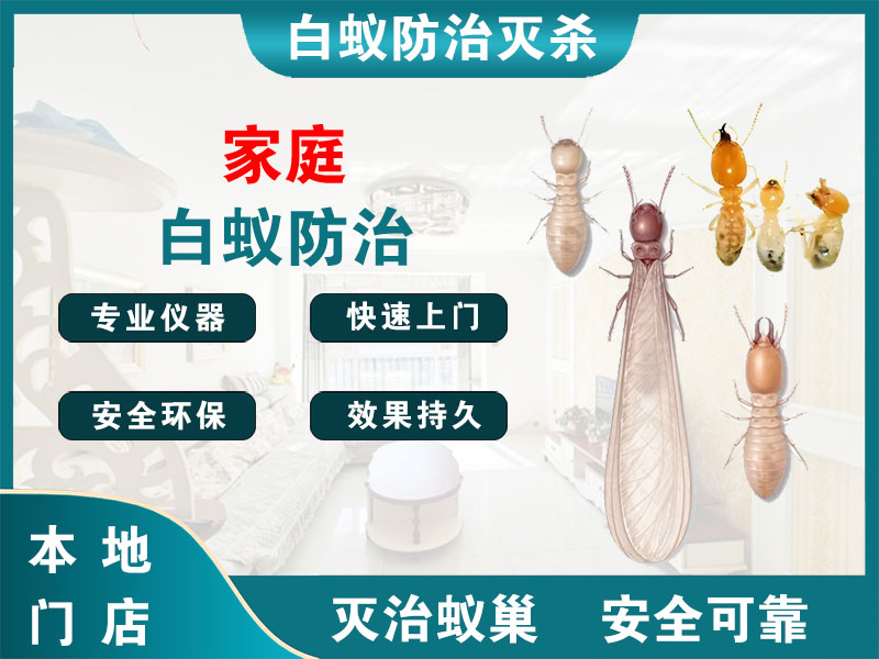家庭白蚁防治
